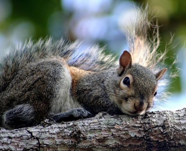 A squirrel is sitting on the branch of a tree.