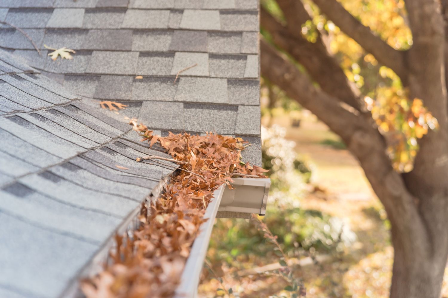 Picture of leaves in a roof gutter. Tree in the background.